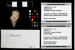 Foto (Objekt + Etikett) von Pithonoton sp.  (NHMW-GEO-1990-0041-4778)